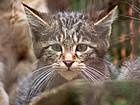 animals_cats013.jpg
