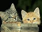 animals_cats021.jpg