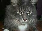 animals_cats022.jpg