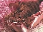 animals_cats023.jpg