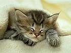 animals_cats025.jpg