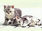 animals_cats026.jpg