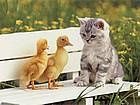 animals_cats027.jpg