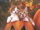 animals_cats031.jpg
