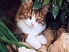 animals_cats036.jpg