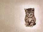 animals_cats037.jpg