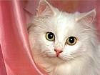 animals_cats040.jpg