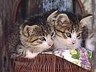 animals_cats043.jpg