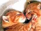 animals_cats057.jpg