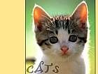 animals_cats059.jpg