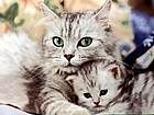 animals_cats061.jpg