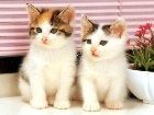 animals_cats067.jpg