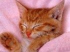 animals_cats071.jpg