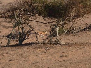 066 Tifnit gazelle souss massa