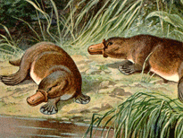 faune-australie-12
