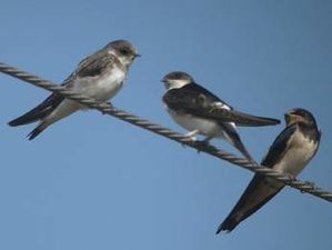 riparia_delichon_hirundo.jpg