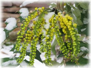 mahonia neige