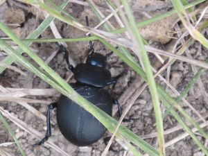 Clairac---scarabee--1-.jpg