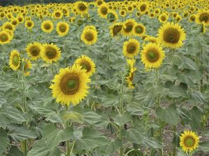Mandacou-tournesols--4-.jpg