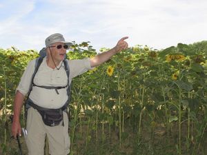 Mandacou-tournesols--8-.jpg