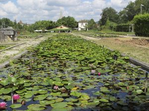 Temple-sur-Lot.-Pepiniere-de-Latour-Marliac--nenuphars-e.jpg