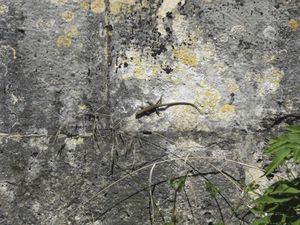 Vianne--lezard--1-.jpg