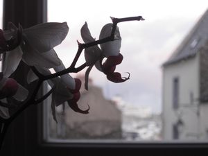24-JANVIER-10-037.jpg