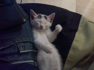 IMG-20130210-00016.jpg
