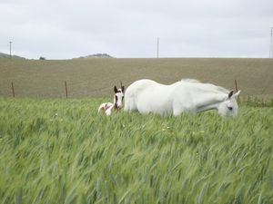 DSC02978