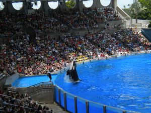 Sea world les orques131