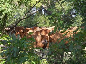 2011 juillet vaches1