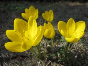 Crocus--9-.JPG