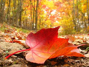 Autumn_Leaf_by_lasheen.jpg