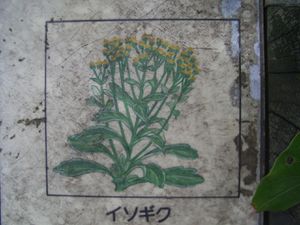 V.Chrysanthemum pacificumR0010759