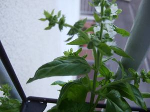 DSCF0083.JPG