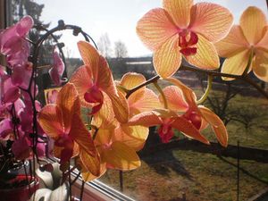 Orangene-Orchidee.JPG