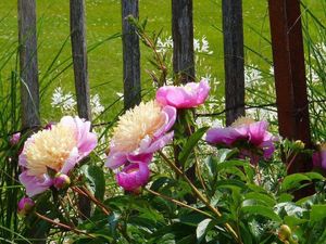 Jardin de Jean Nickell juin 2010 010