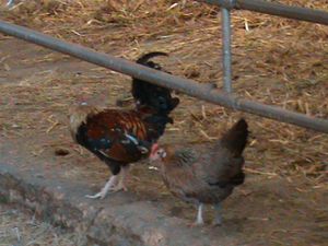 Donner des graines de lin aux poules : quels avantages pour les oeufs ?