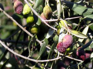 octobre-2010-6991-copie.jpg