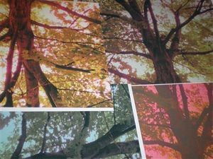 arbres suite 004 tres petite