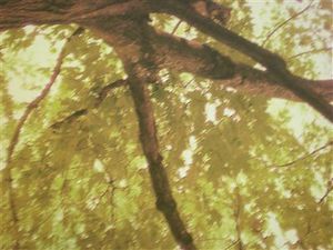 arbres suite 009 tres petite