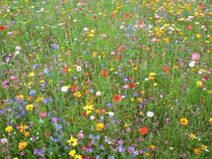 fleurs-des-champs-de-fleurs-multicolores-de-fleurs-melange-.jpg