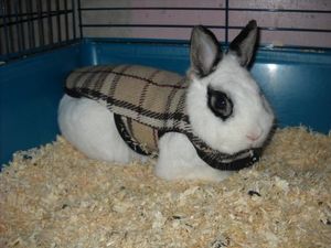 Boxer Chaud Lapin Humoristqiue Vous avez également le choix entre un t-shirts, un manteaux, vestes et jaquettes et un chandail & vetement du sport animaux de vêtements pour lapins, des chiens, des petits animaux et des chats animaux de vêtements pour lapins Il existe fournisseurs de animaux de vêtements pour lapins principalement situés en East Asia.