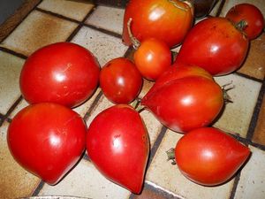 Derniere-salade-d-ete-les-tomates--500-.jpg