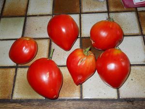 salade-coeur-de-boeuf-tomates--500-.jpg