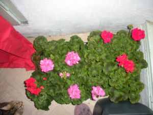 010-copie-1.JPG