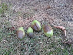 Pas que les chats. - Le blog de lauguic Pas que les chats. - Le blog de lauguic
