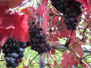 Vigne rouge (vitis purpurea)
