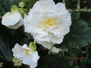 jardin-blanc-0946.JPG