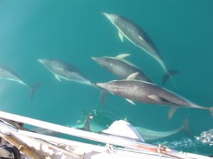 2010.03.10 Dusky Dolphins